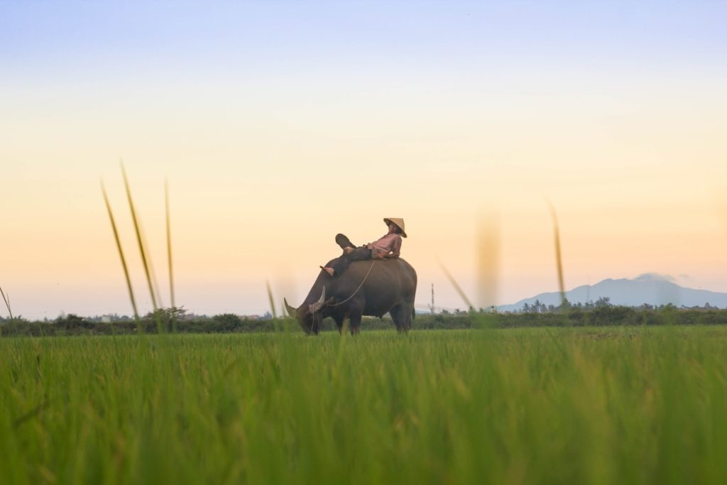 Explore Hoi An countryside