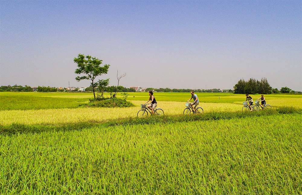 Rice Fields Hoi An