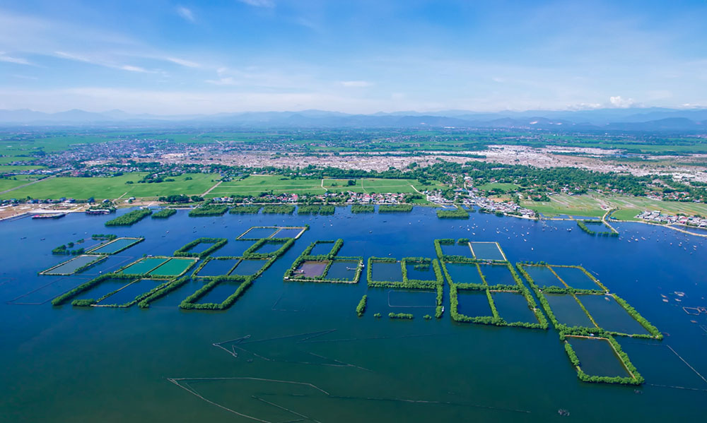 The biodiversity in Tam Giang Lagoon