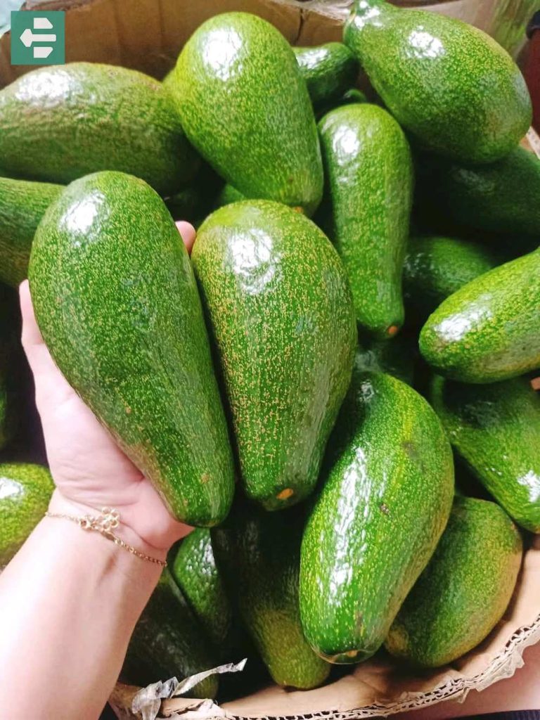 Fresh Avocados from Dak Lak Vietnam