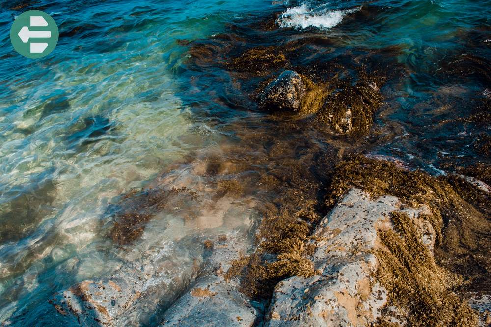 Seaweed shore at Bai Rang Beach