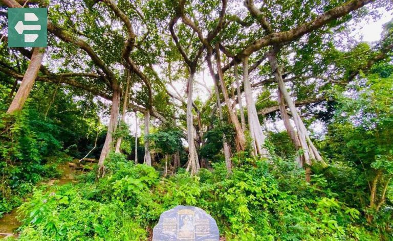 Son Tra Banyan Tree
