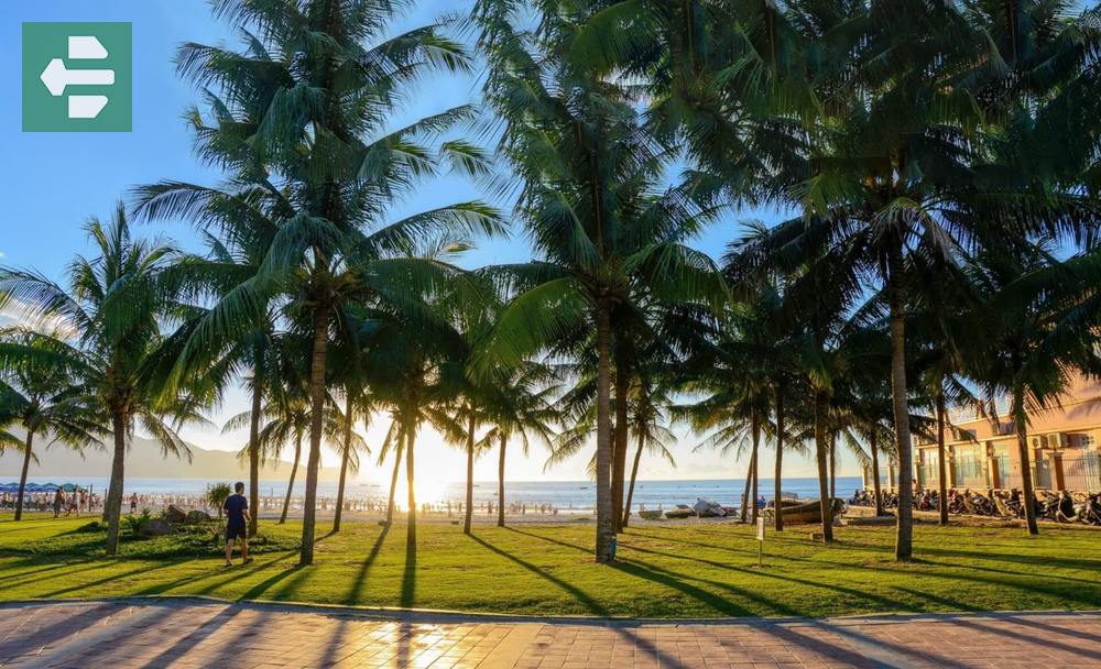 Golden Hour Palm Beach View In Pham Van Dong Beach