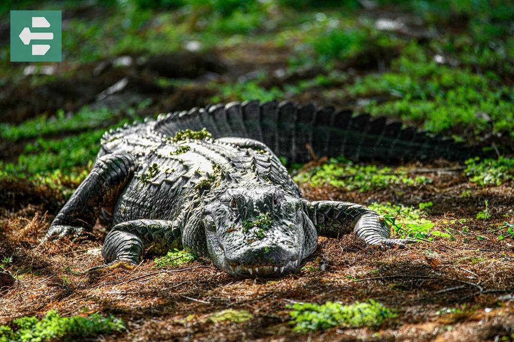 Everglades National Park Florida in November