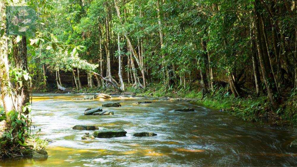 Amazon Rainforest Brazil