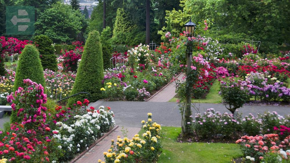 International Rose Garden Portland Oregon USA