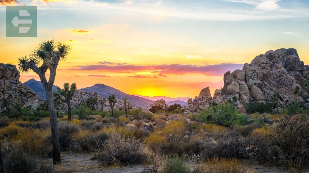 Joshua Tree