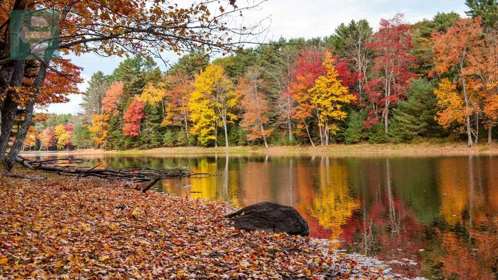 Maine Fall