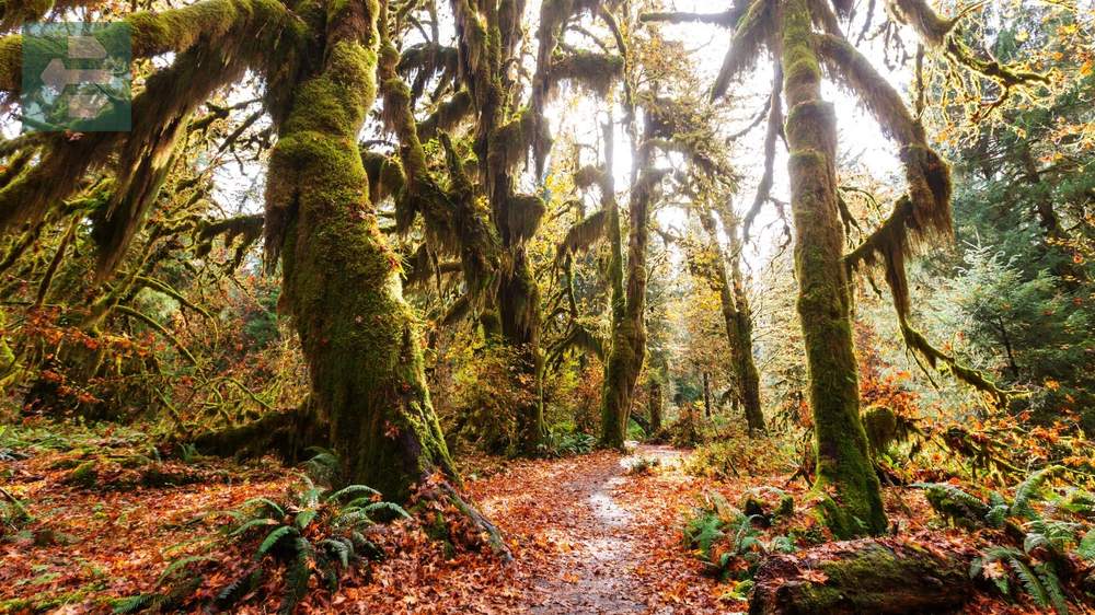 Olympic Peninsula Washington USA