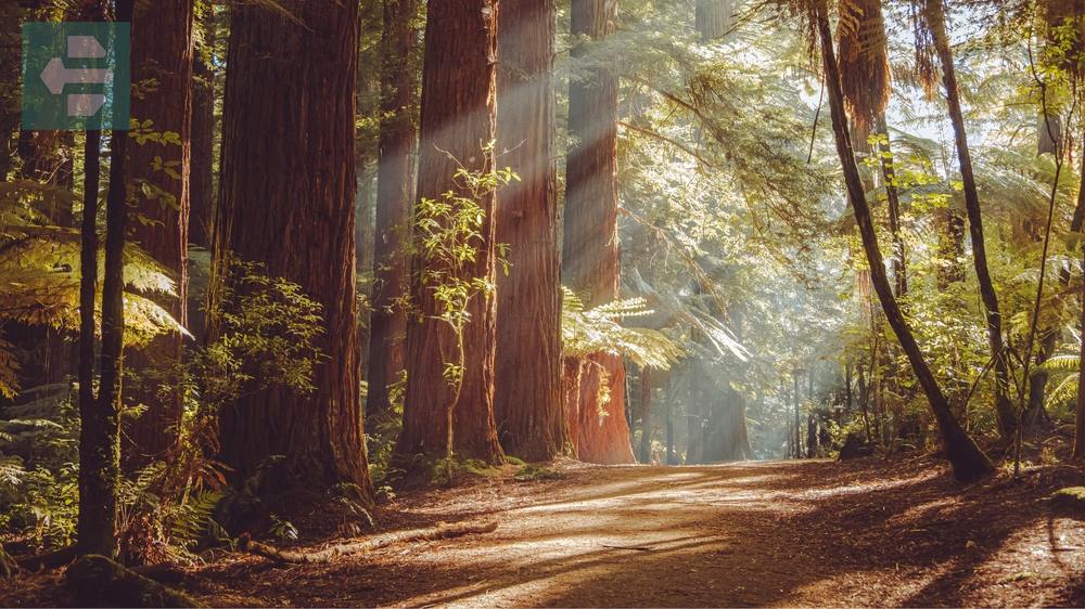 Redwood National Park