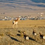 Best Places To Visit In Wyoming