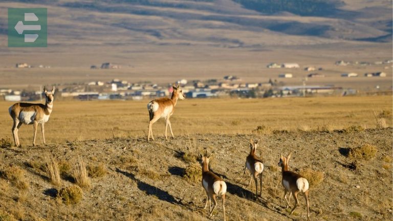 Best Places To Visit In Wyoming