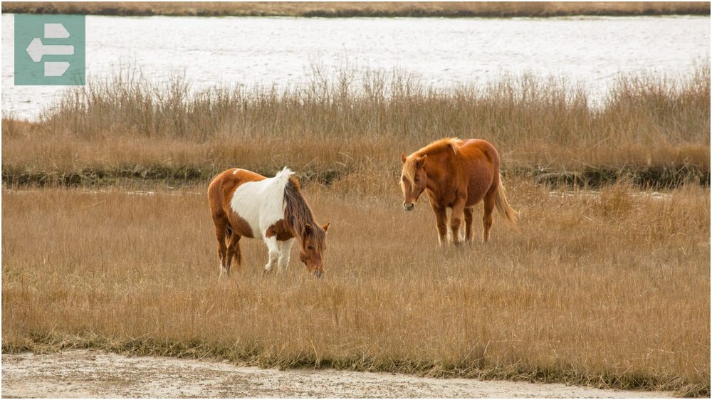 Assateague Island Maryland