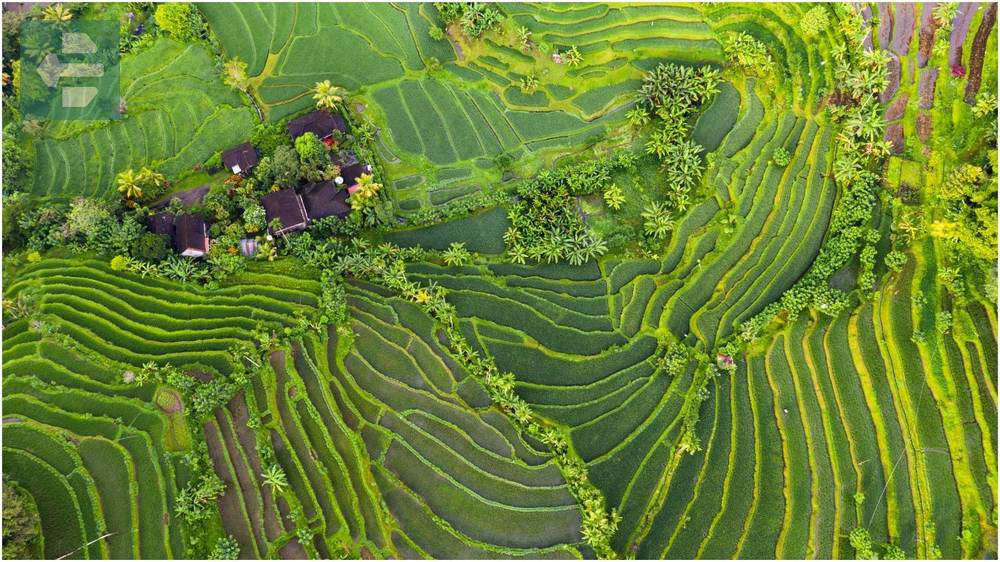Jatiluwih Rice Terraces Bali