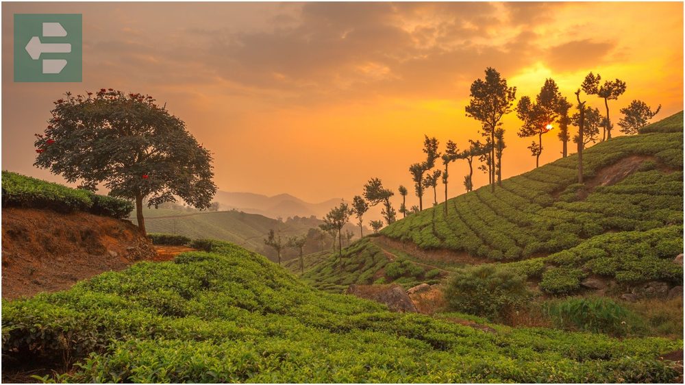 Munnar Kerala