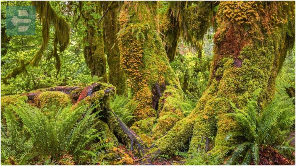 Olympic National Park Washington