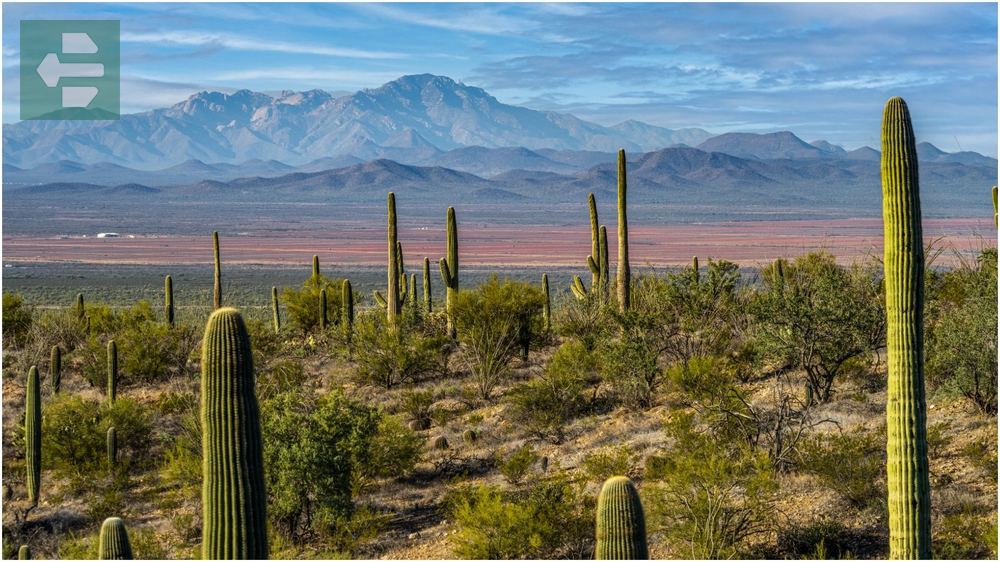 Saguaro National Park Arizona