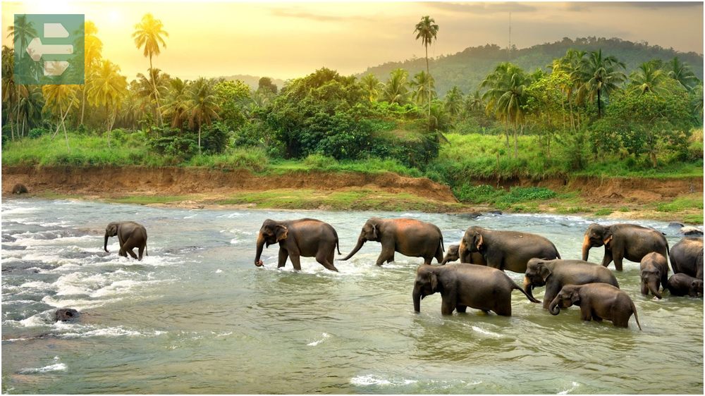 Thekkady Kerala