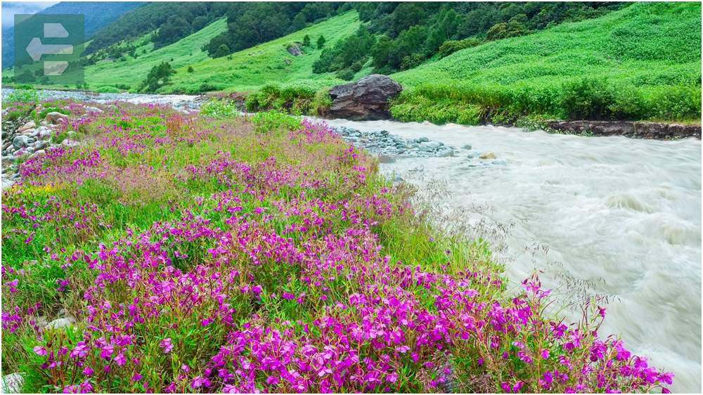 Valley of Flowers India