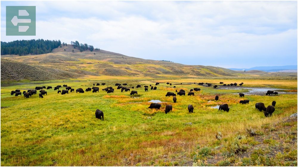 Yellowstone National Park USA