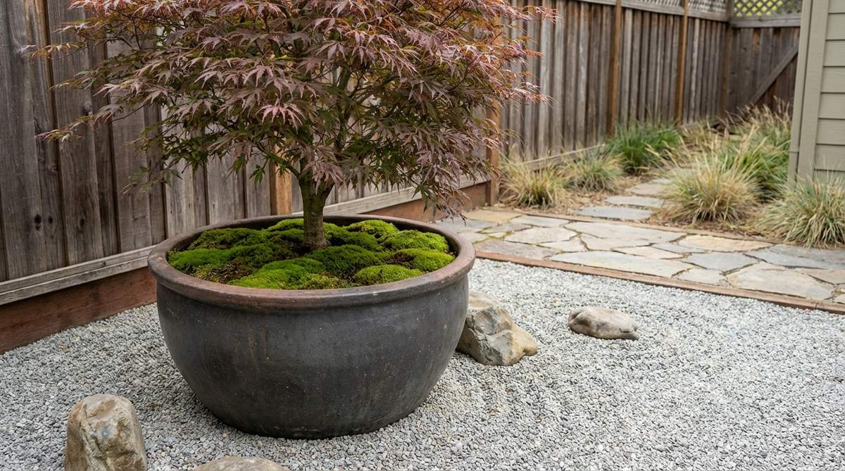 A minimalist zen garden featuring a large ceramic or stone container with a specimen Japanese maple, underplanted with moss and positioned on a gravel bed to create a focal point in micro spaces.