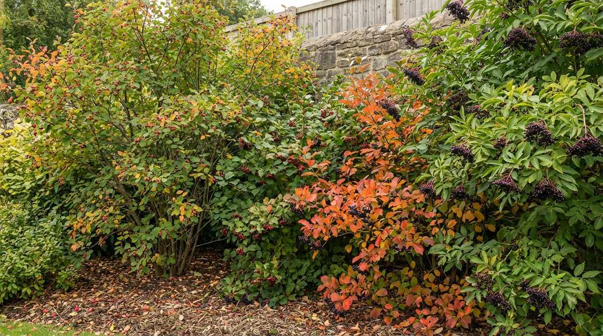 A lush native hedgerow boundary featuring mixed shrubs like serviceberry, viburnum, and elderberry, providing seasonal flowers, fruit, and fall colors while creating habitat-rich borders for wildlife.