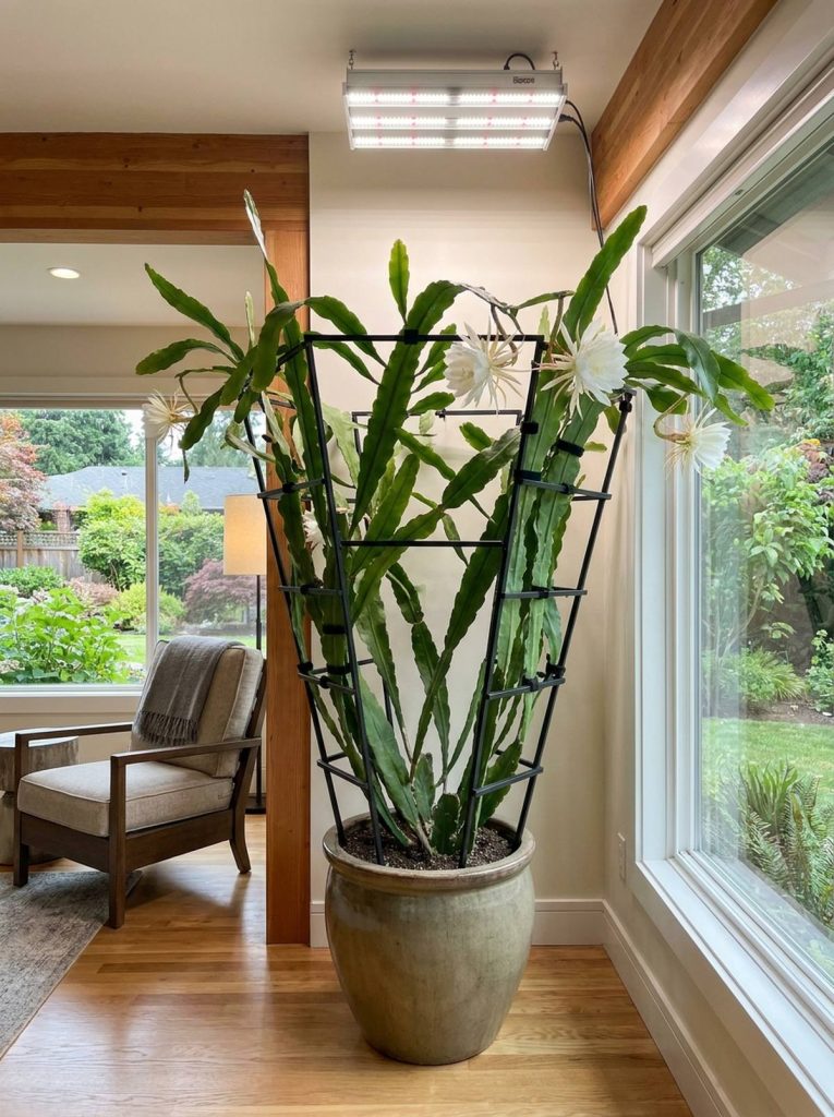A large orchid cactus plant with lush, flat leaves is trained onto a geometric metal trellis inside a room, with large white flowers blooming. A grow light is positioned overhead, and the plant is in a heavy ceramic pot in a corner by a window overlooking a garden.