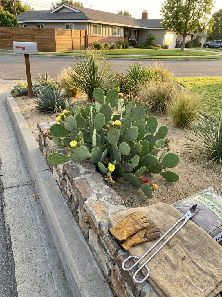 A blooming prickly pear cactus with yellow and red flowers planted in a raised stone border next to a sidewalk in a residential area. Gardening gloves and planting tongs are placed on a burlap sack next to the cactus, with a bag of sandy loam soil visible.