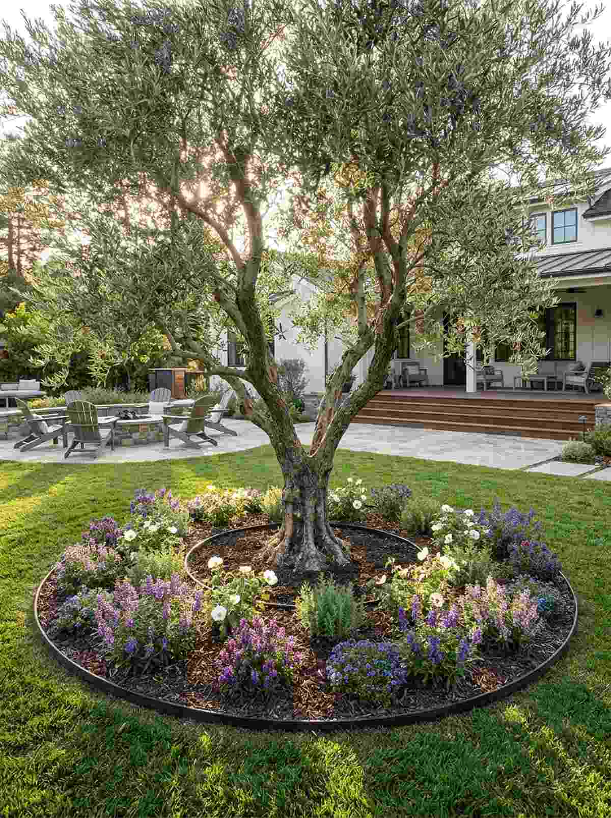 olive tree understory planting