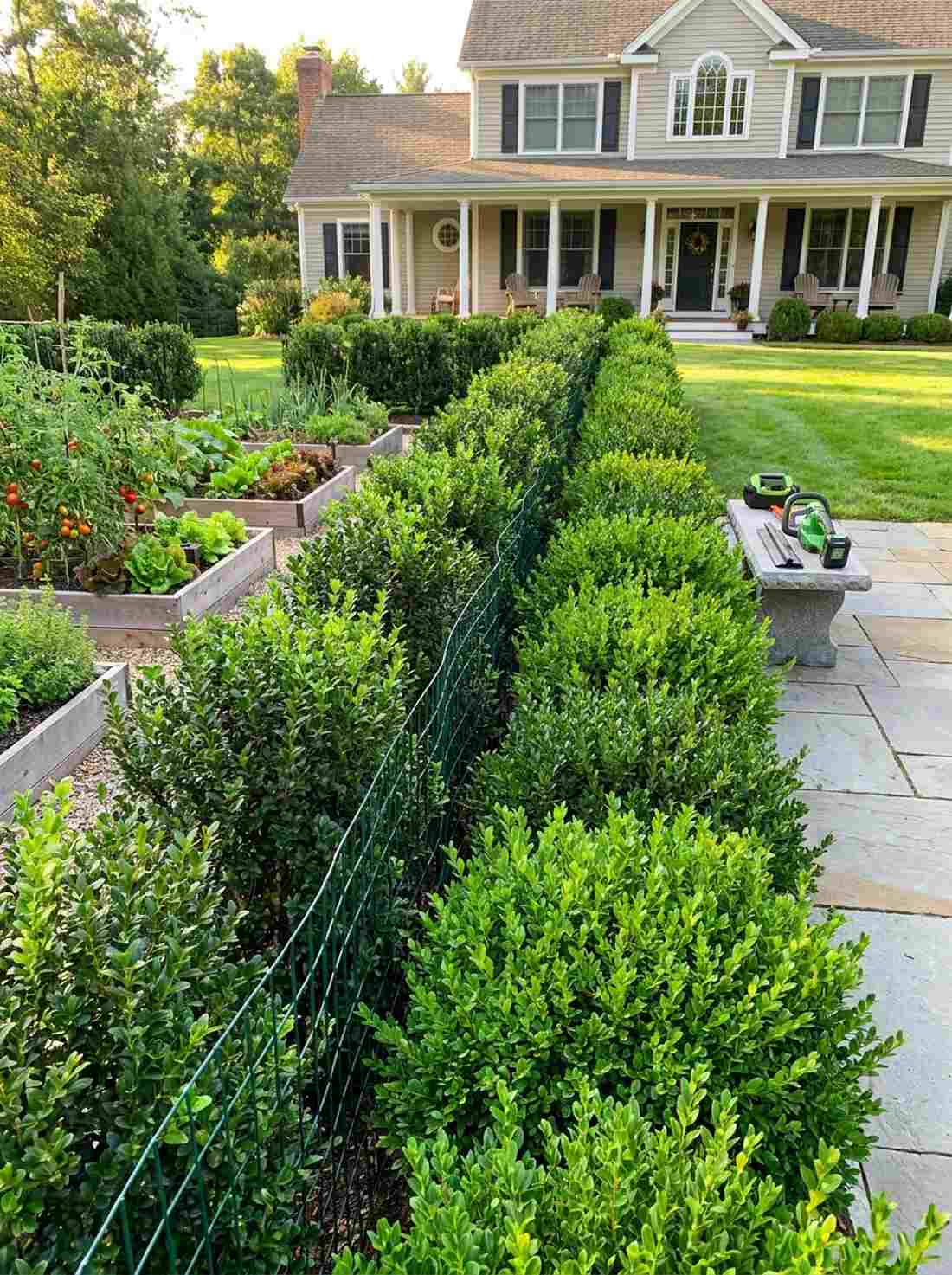 mixed hedge with wire backing