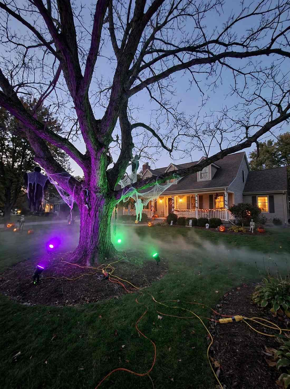 spooky tree uplighting