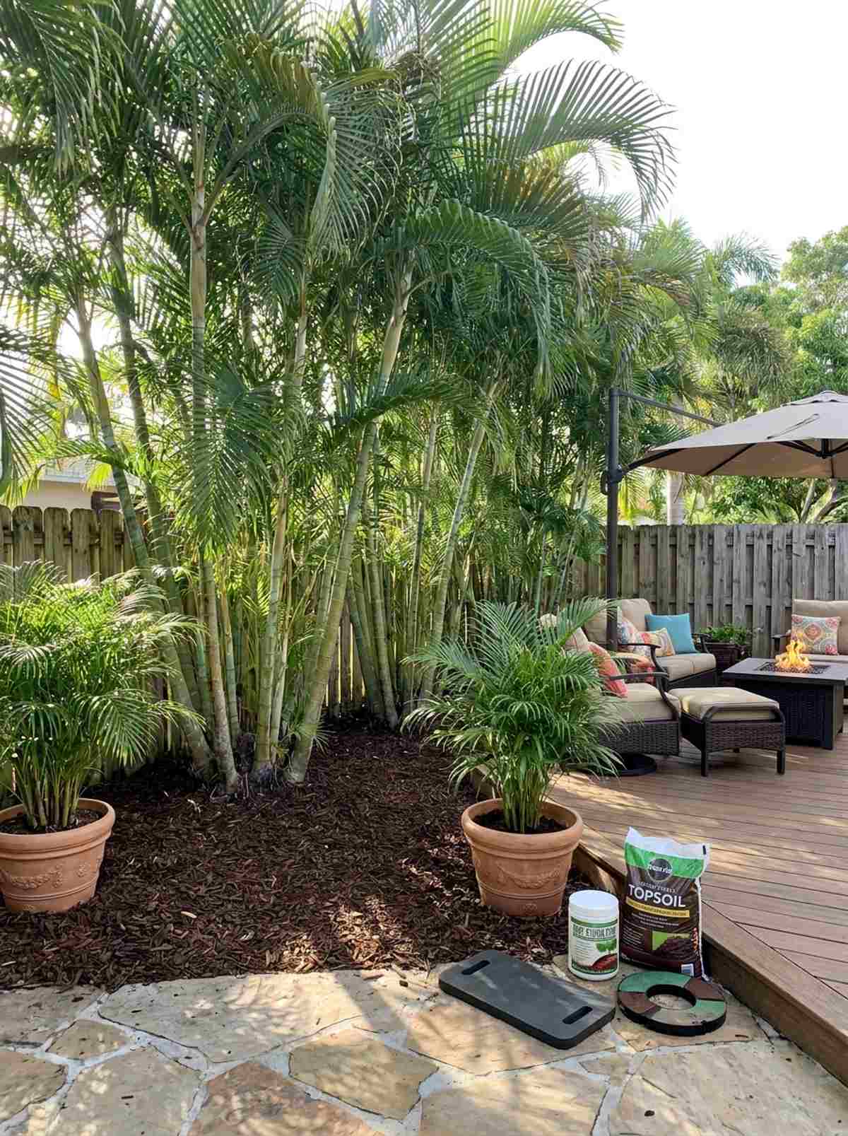 areca palm
