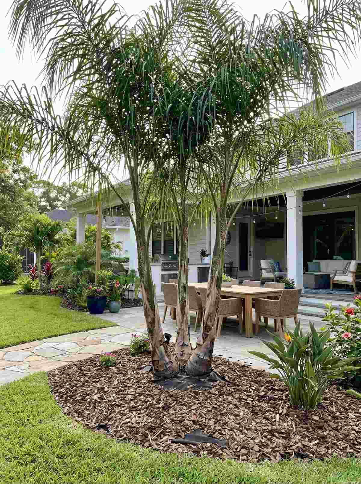queen palm canopy clusters