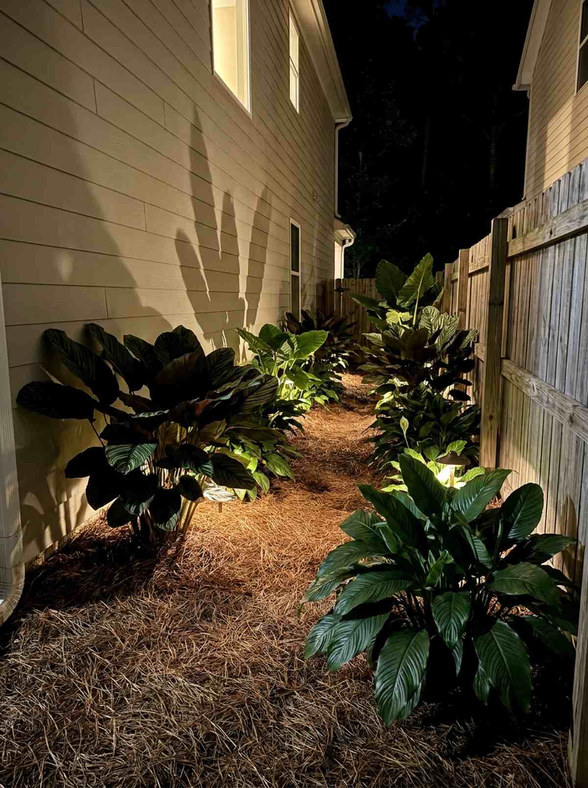 shaded walkway with low light tropicals
