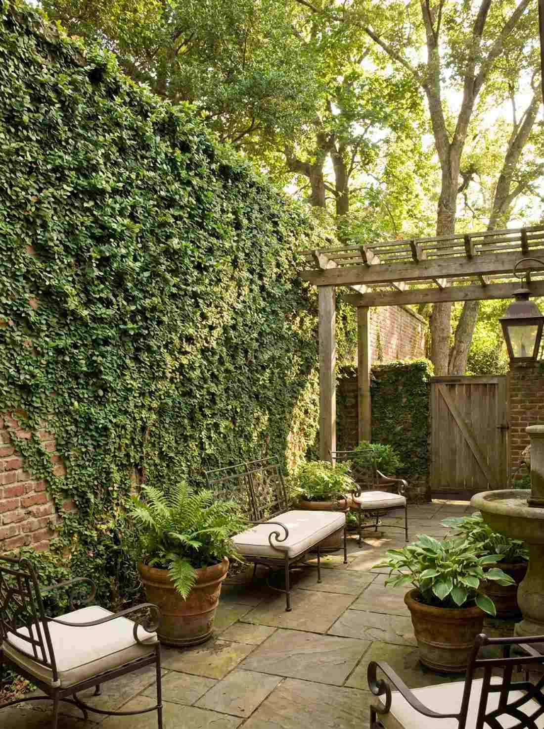 creeping fig wall climber