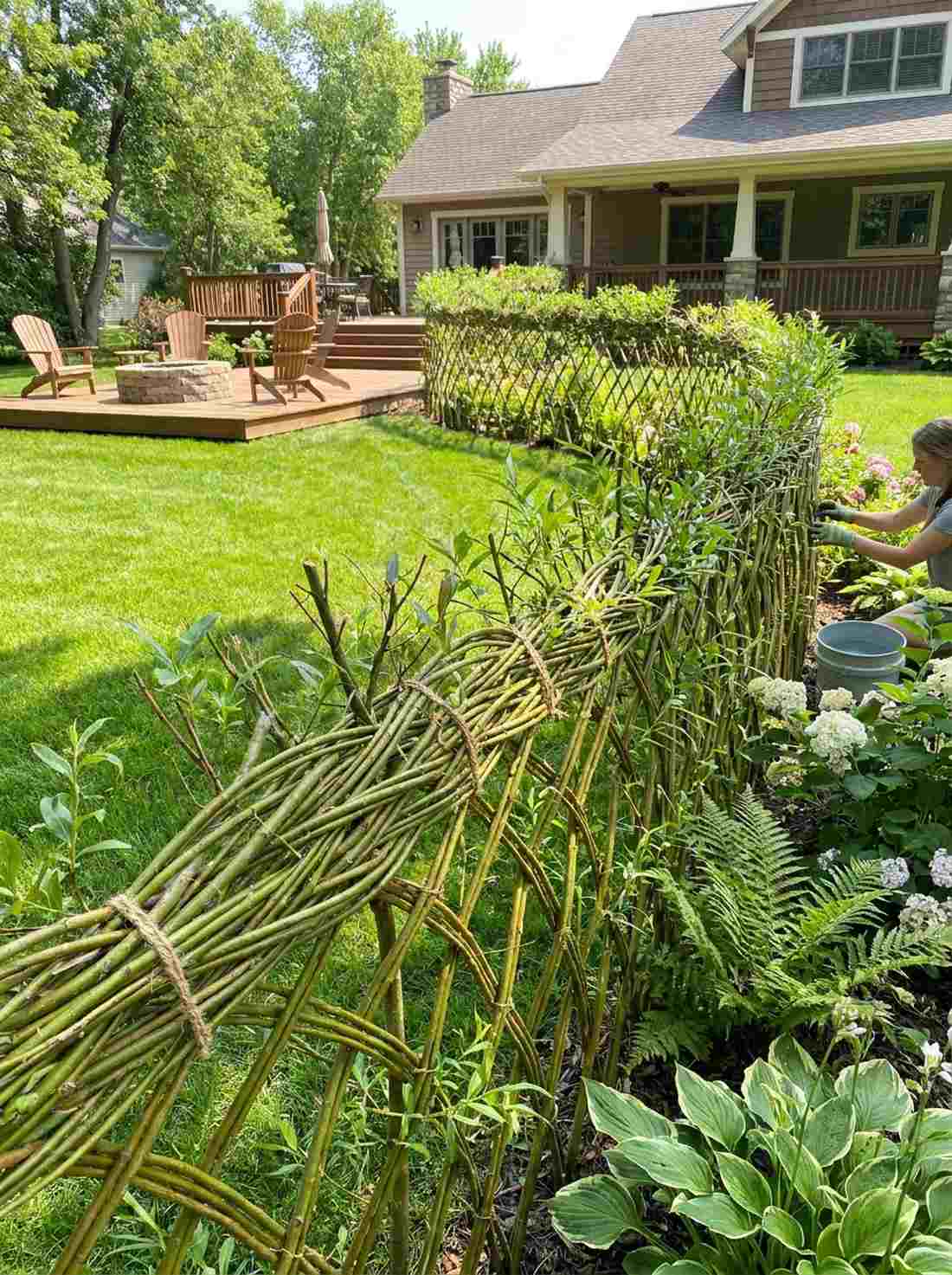 living willow fedge