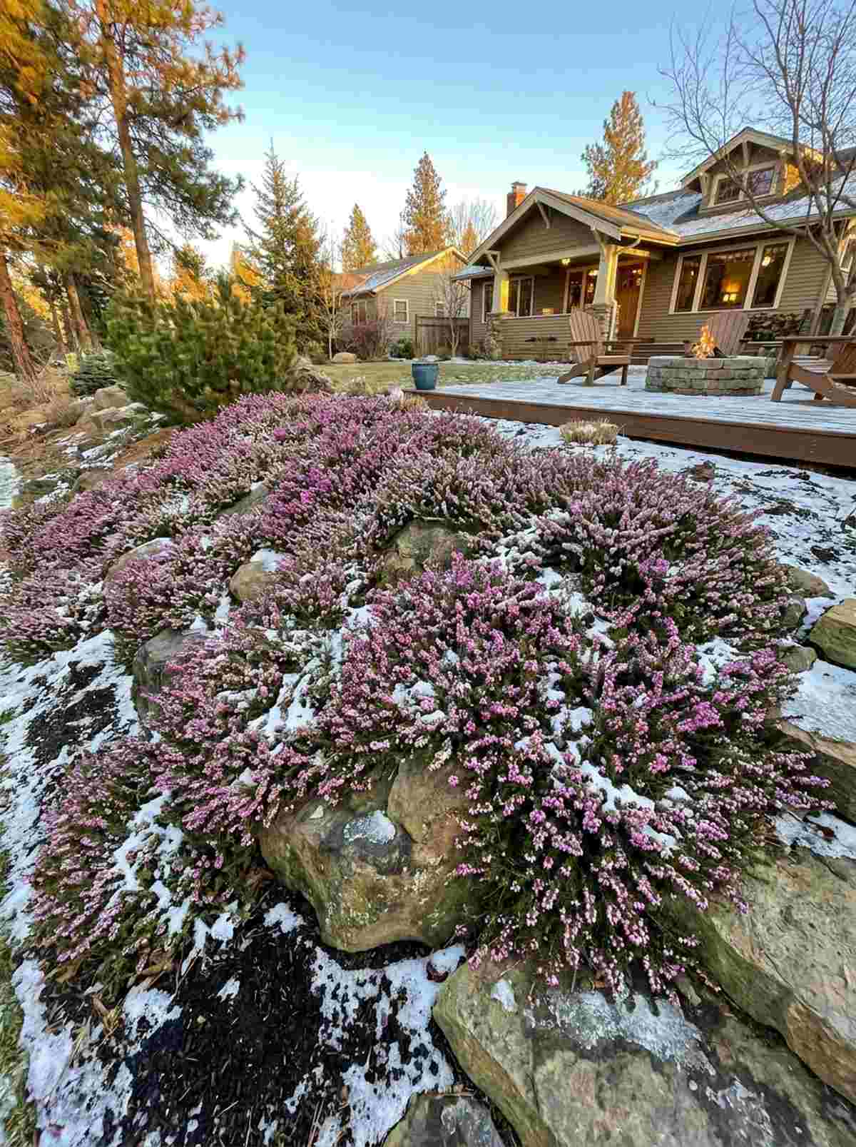 winter heath