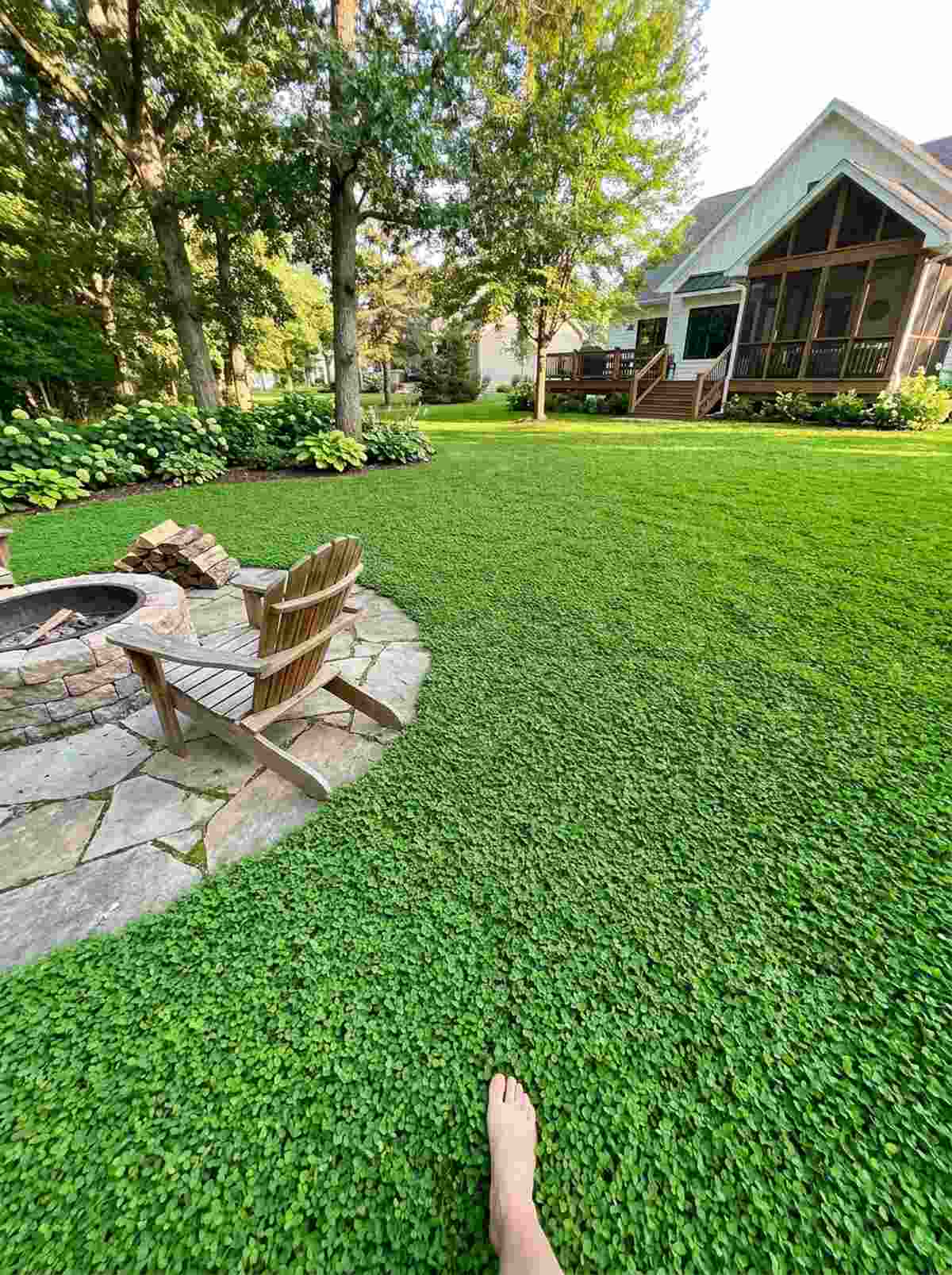 clover lawn conversion