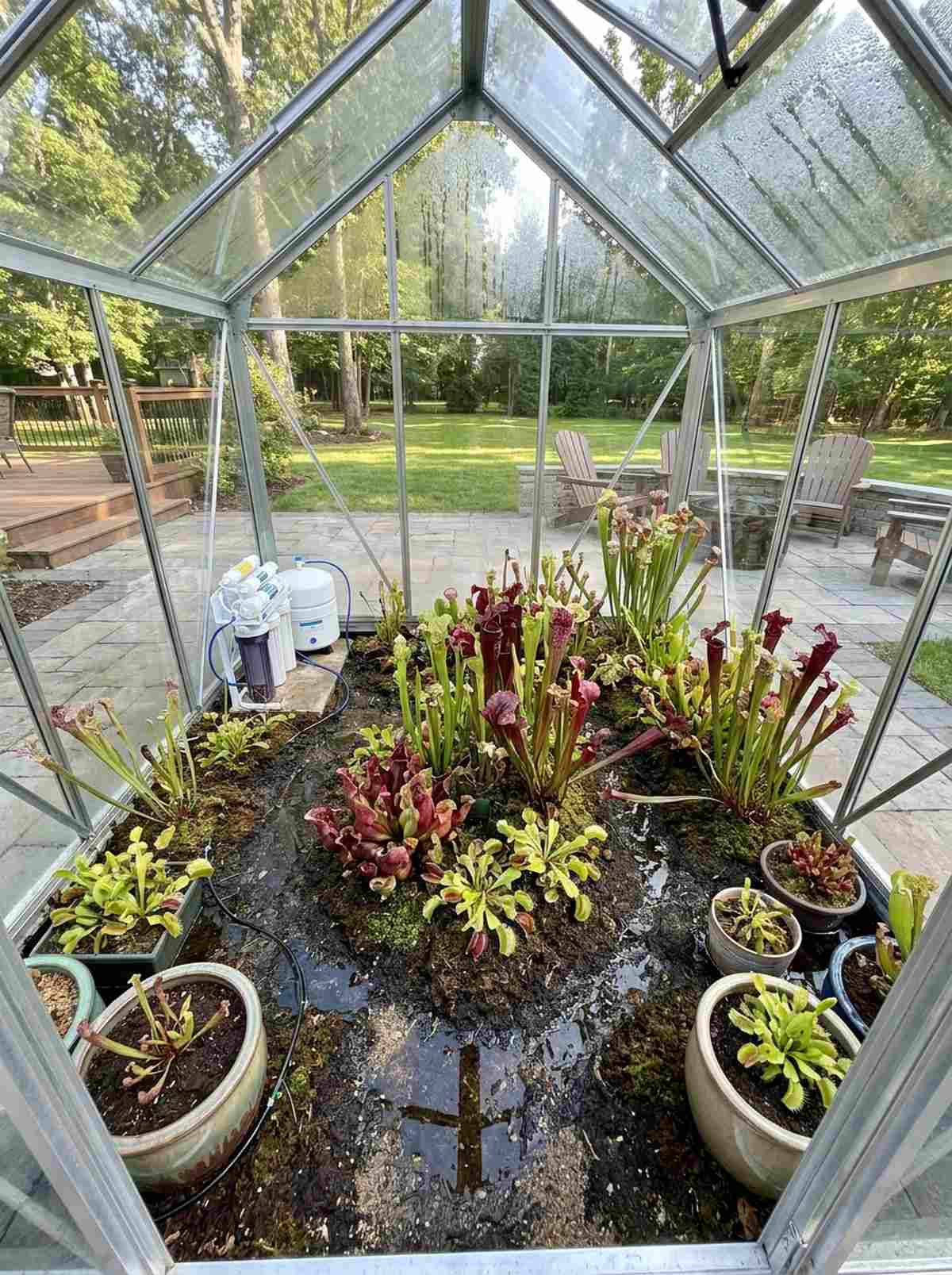 carnivorous plant bog greenhouse