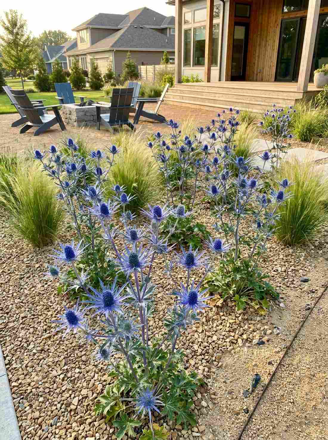 sea holly spiky perennials