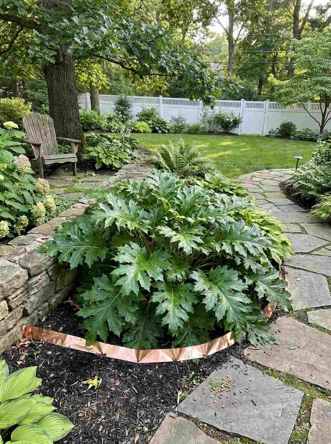 bears breeches bold foliage