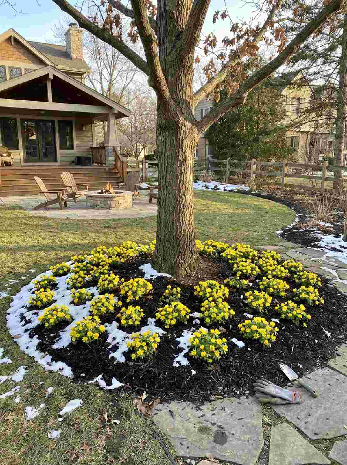 winter aconite
