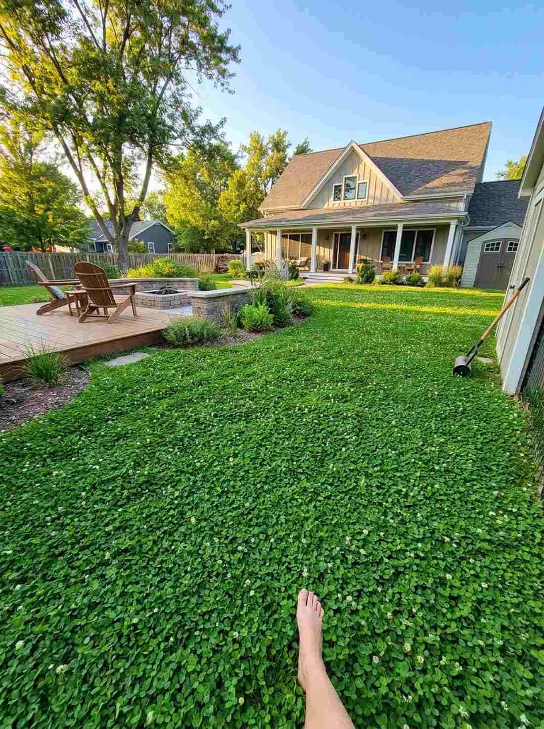 clover lawn alternative