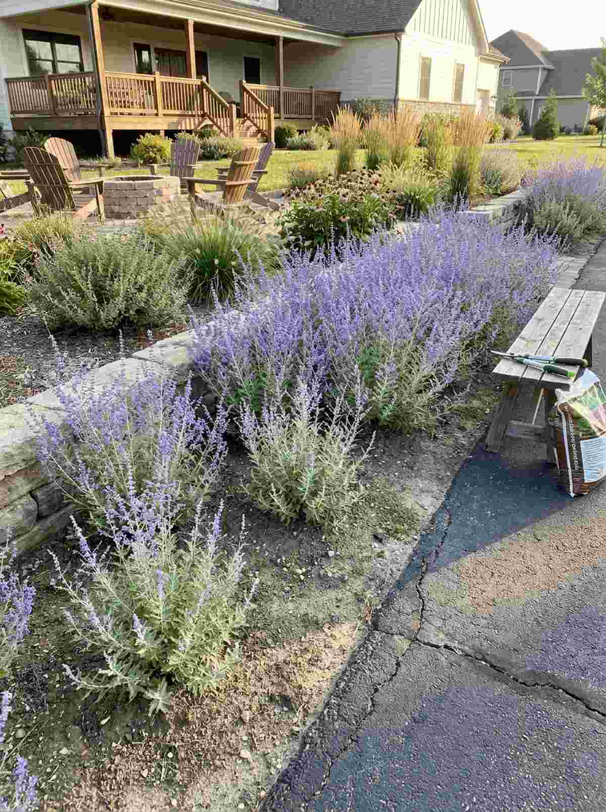 russian sage