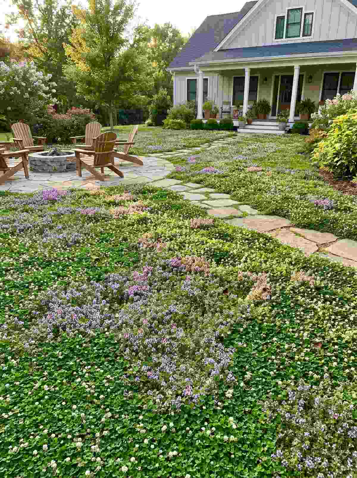 groundcover lawn alternatives