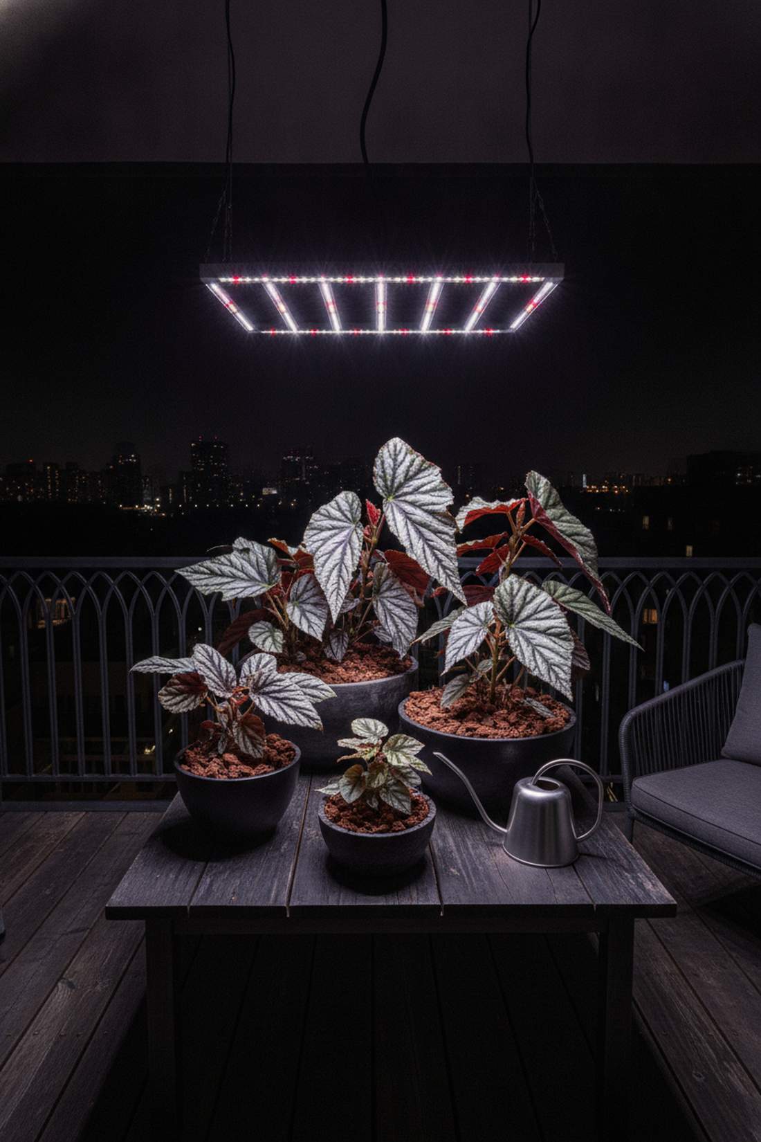 begonia rex rex begonia