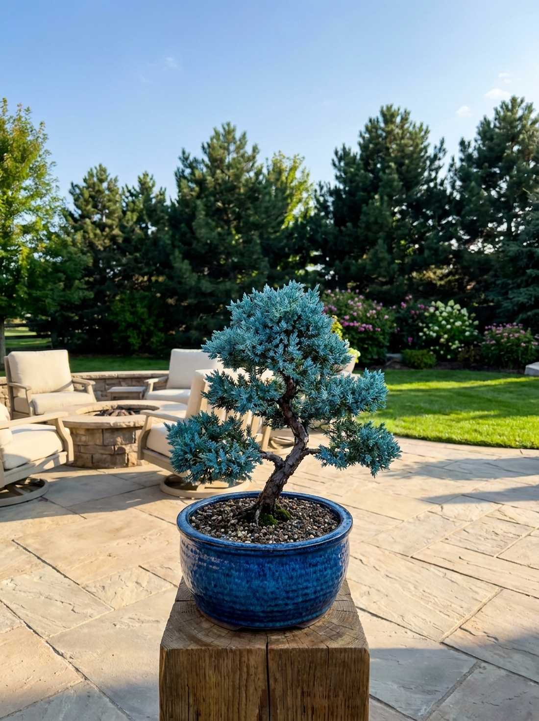 rocky mountain juniper