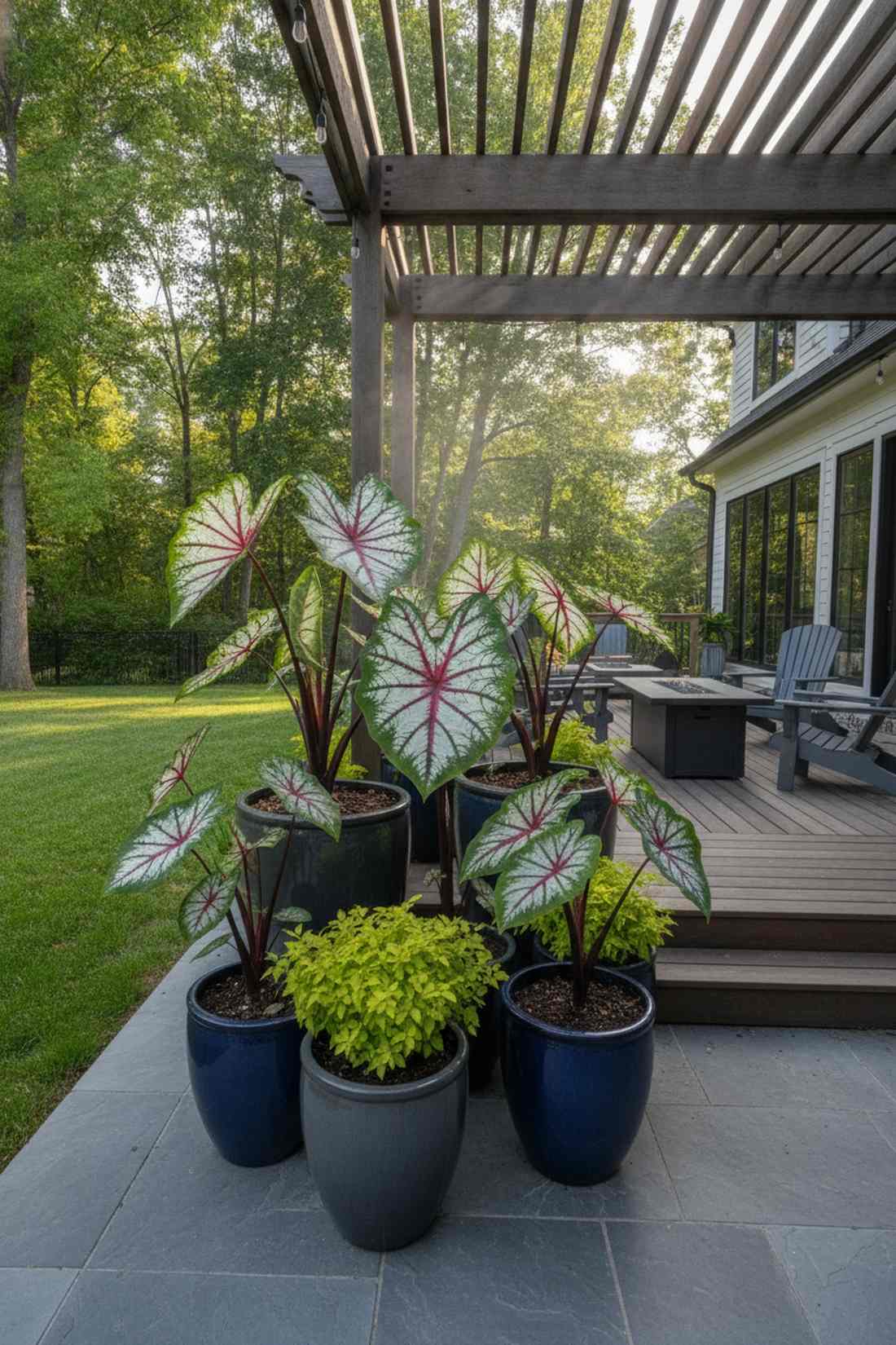 colocasia waikiki