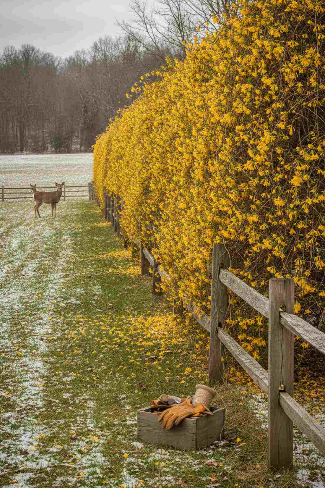 carolina jessamine
