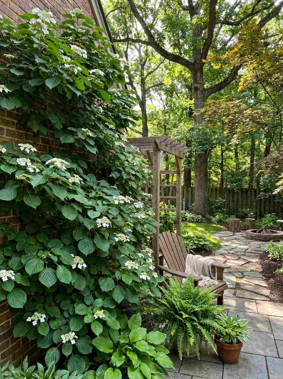 climbing hydrangea shade solution